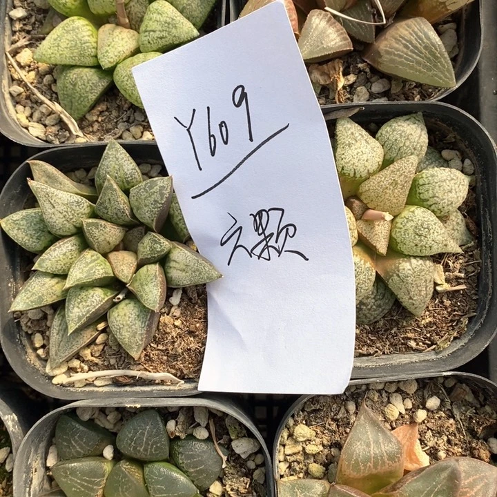 609。 六棵福利。
