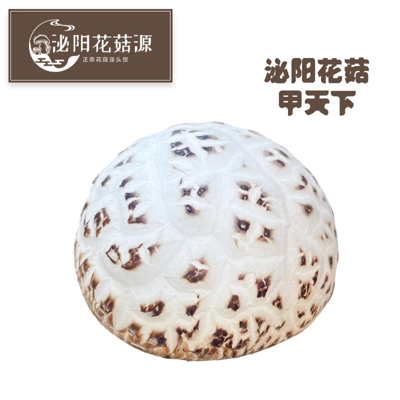 花菇源3斤装泌阳特产大花菇 全国名特优新农产品现采现发鲜花菇