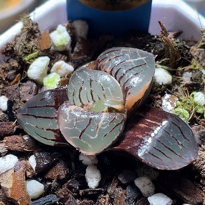 878日月潭錦特選福利