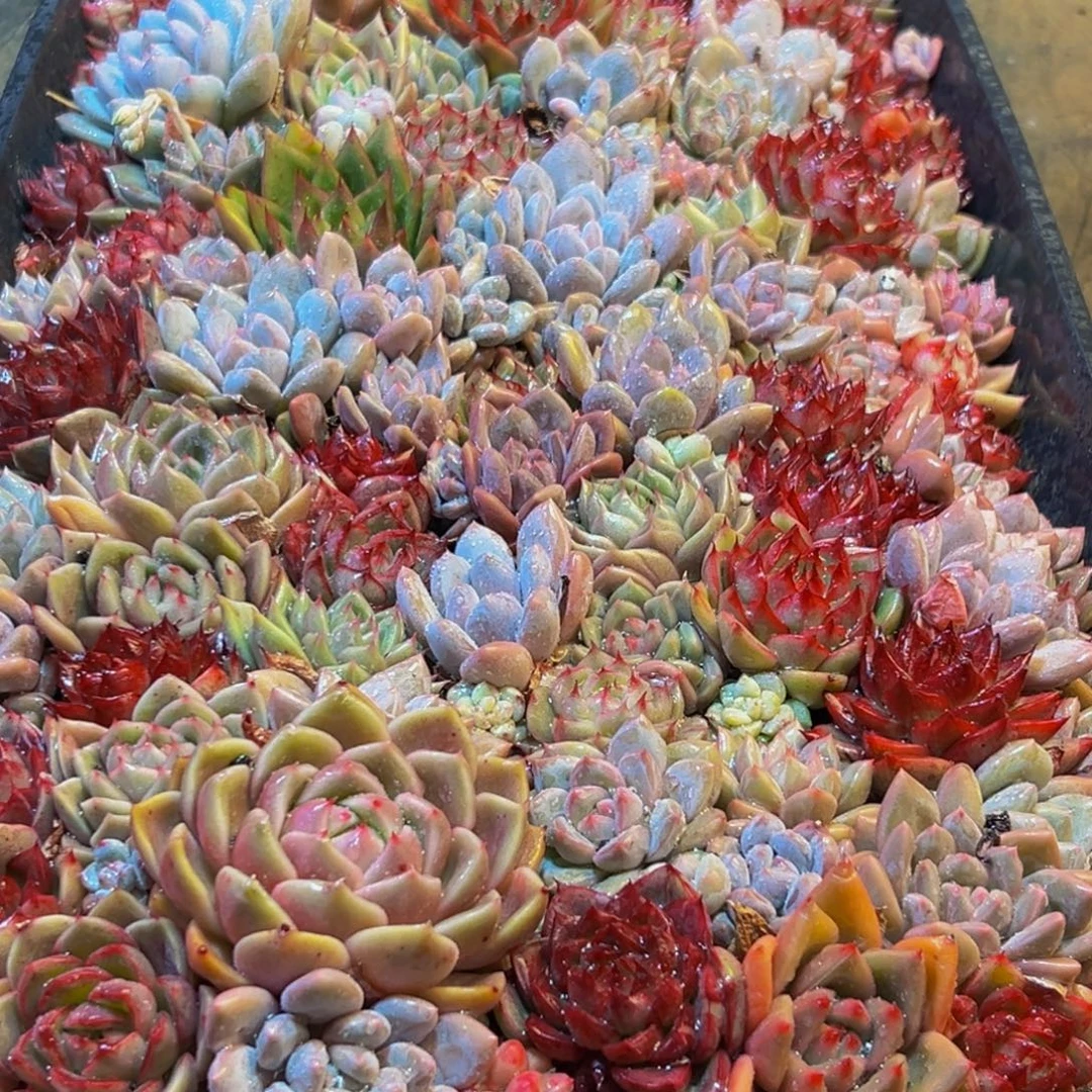 861多肉葡萄的味道是什么