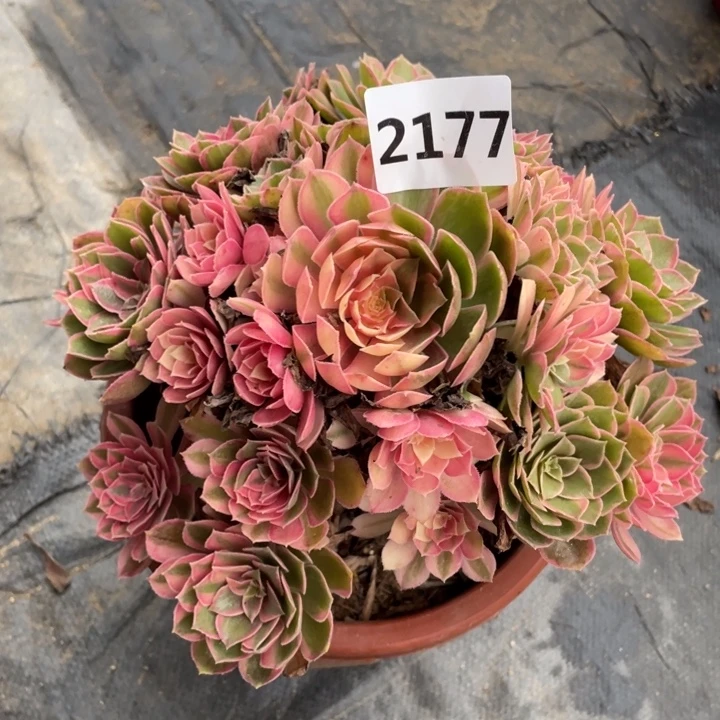 黑魔锦2177号多肉植物