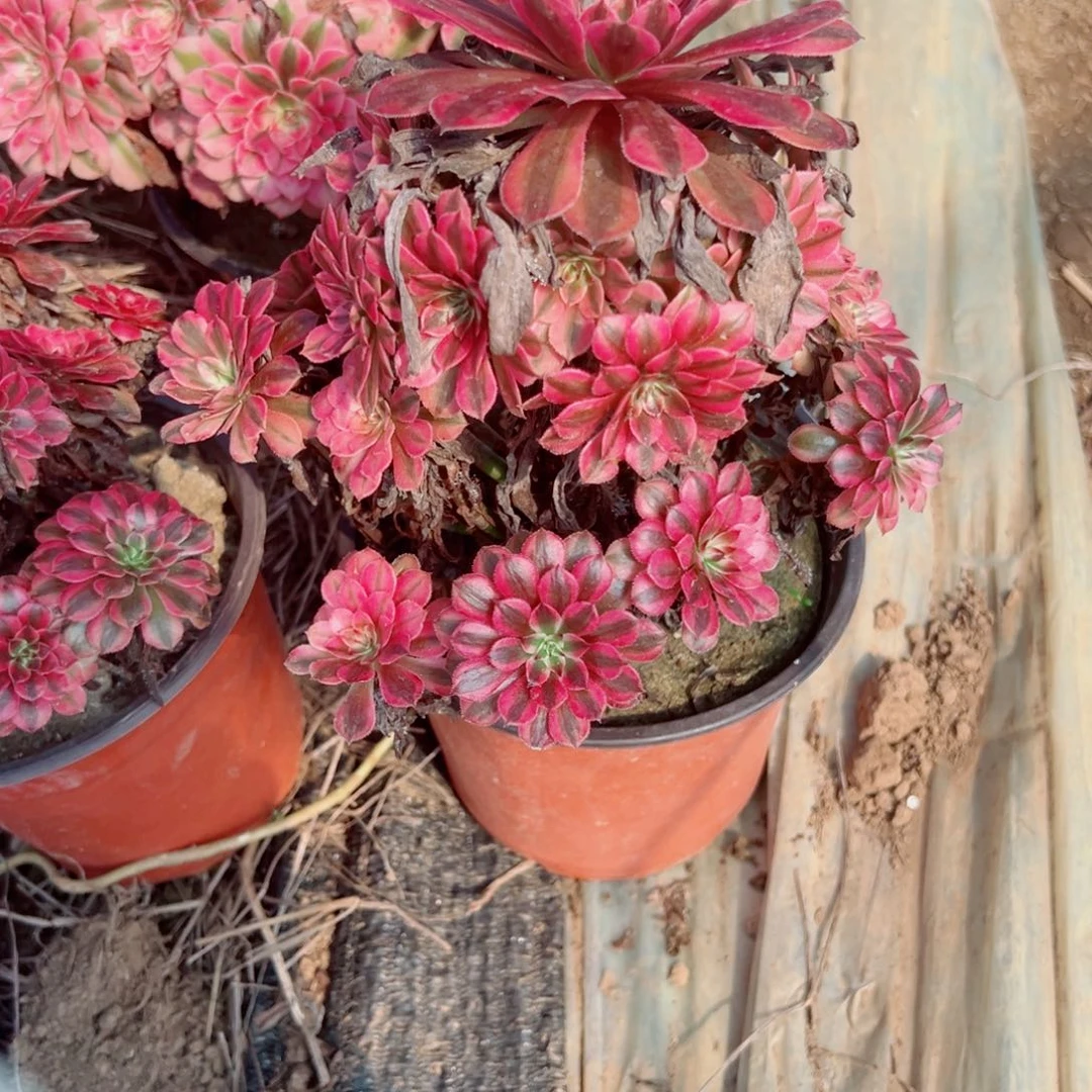 鲸***落761黑铜壶法师多肉植物