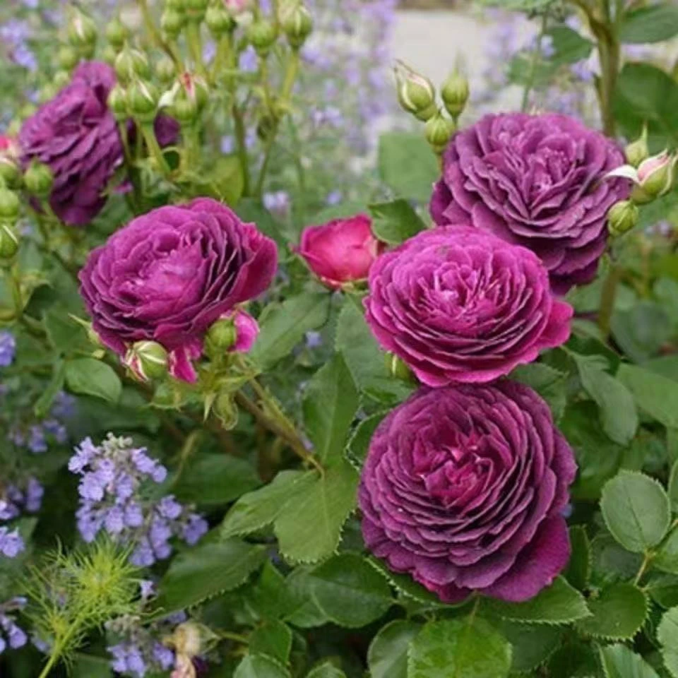 海潮之声 四季开花浓香大花月季苗浓香丰花庭院玫瑰苗盆栽