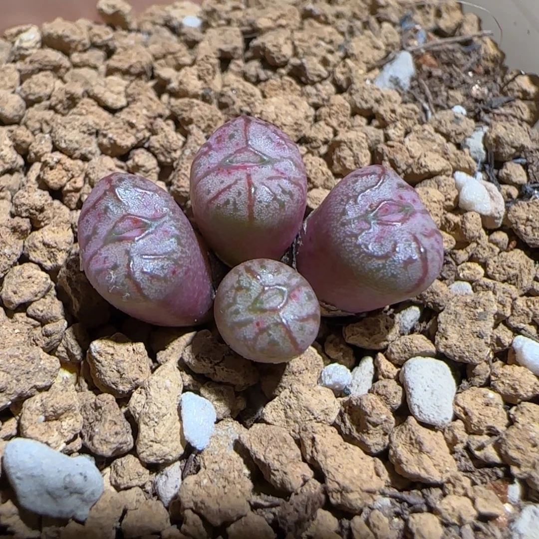 肉锥多肉植物组合-杂交652
