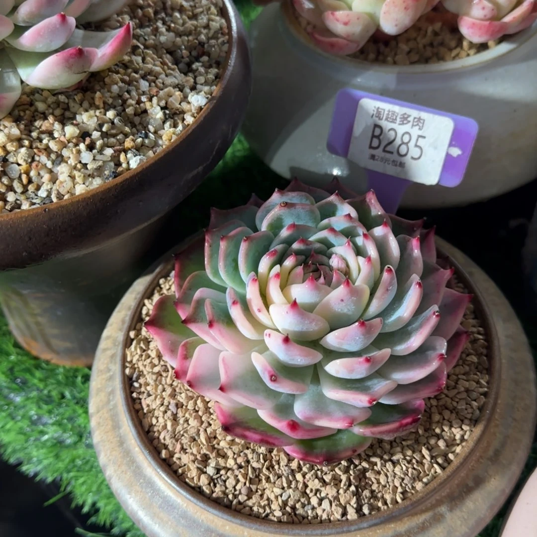 虾***仔多肉植物吉娃娃井，哇塞诶呀