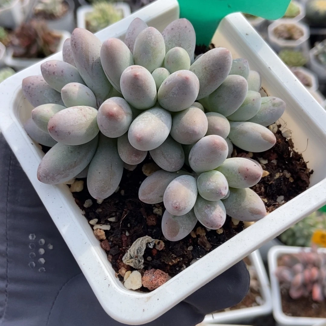 1603汤圆多肉植物多肉