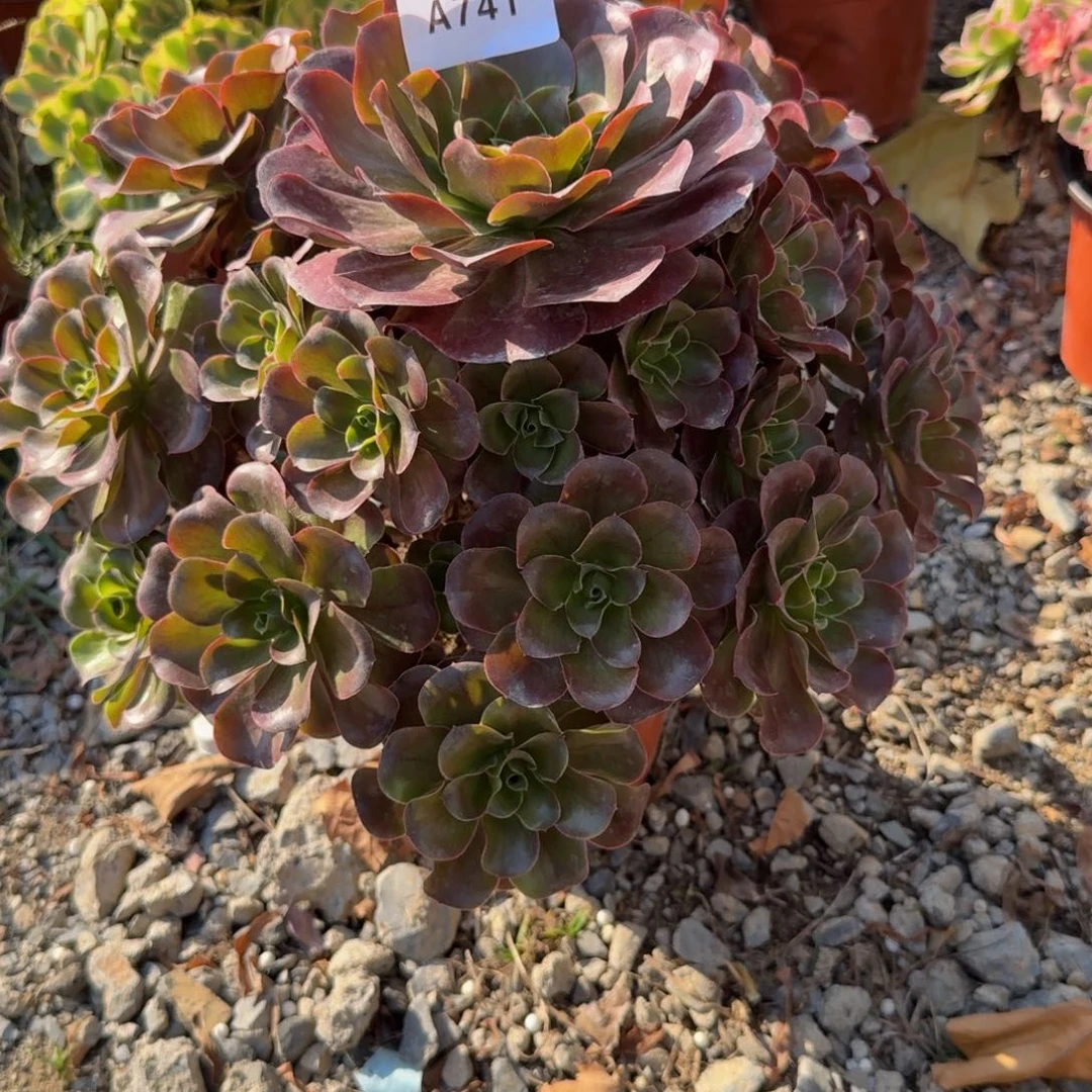 741魅金玫瑰。多肉植物