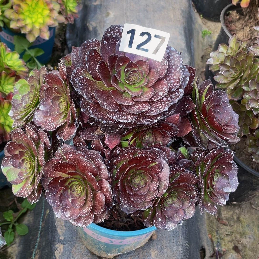 多肉法师127号黑美人发货不包损