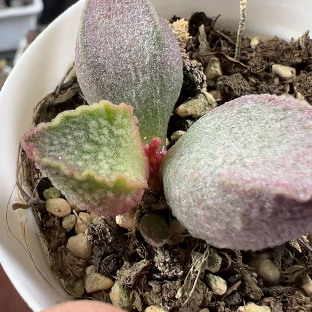 w粉红小猪多肉植物水泡