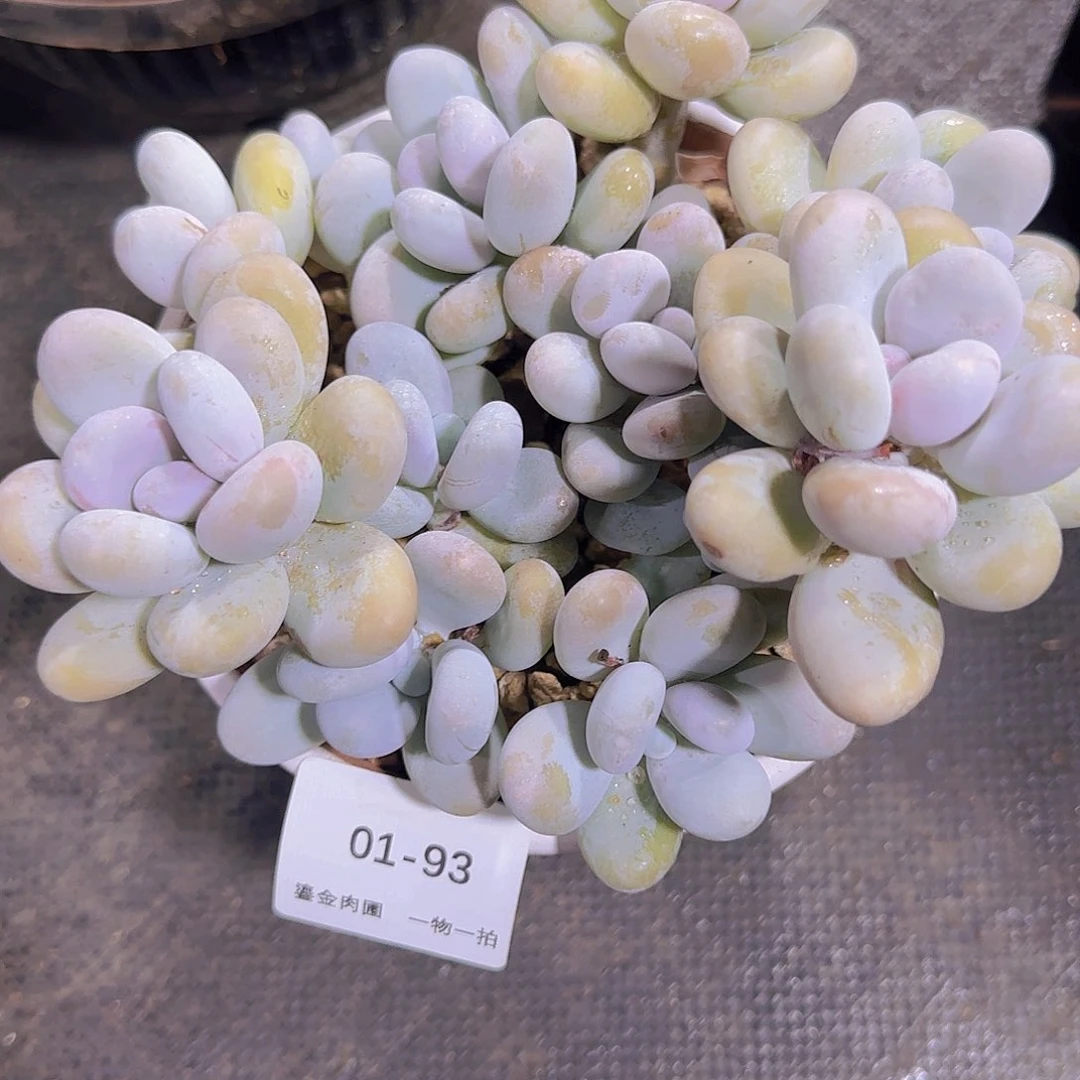 小****01-93鸡蛋美人