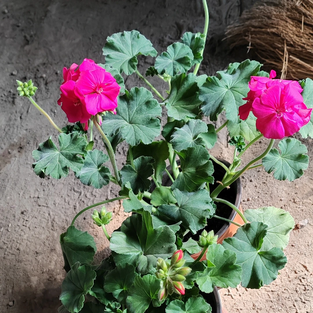 天竺葵两盆包邮到家