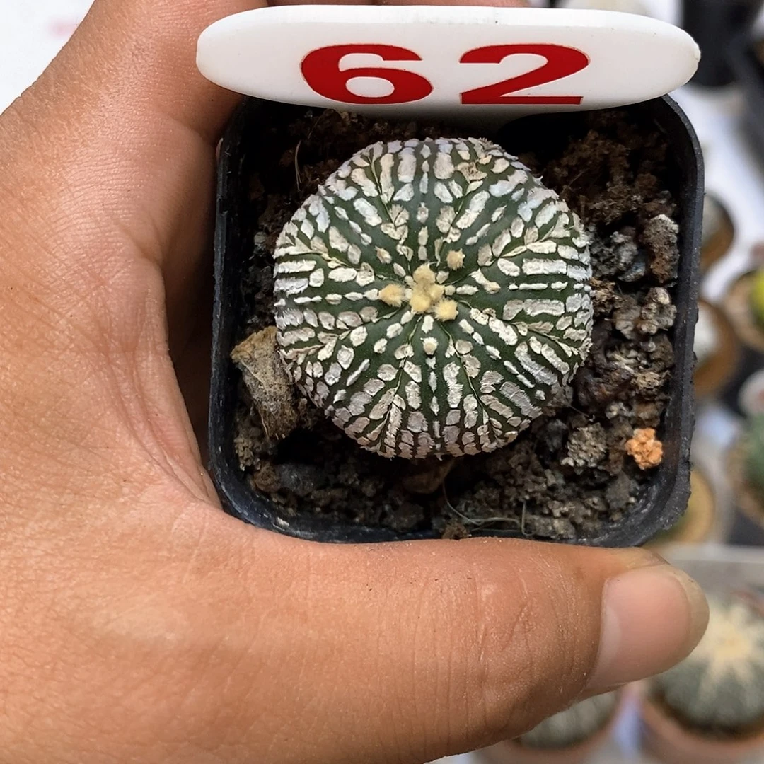 62福利特价咯漏福利