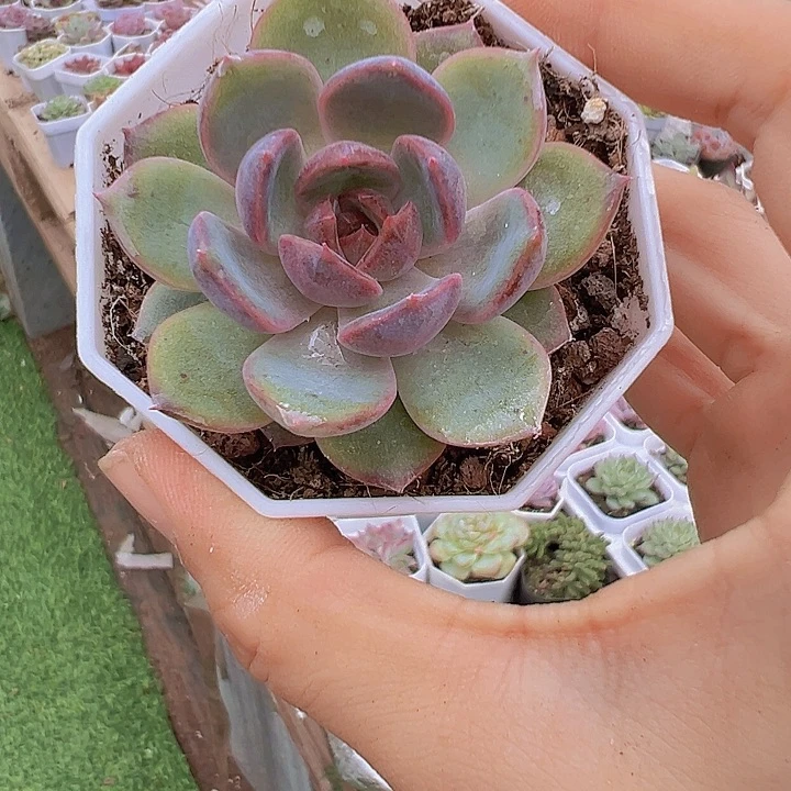 黑橙带盆19包邮多肉