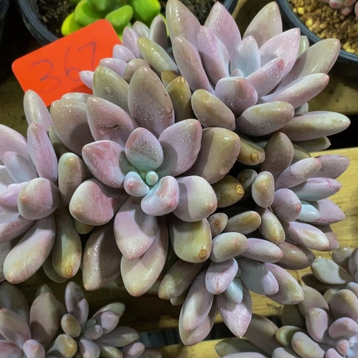 这个我都想看你啊呜呜