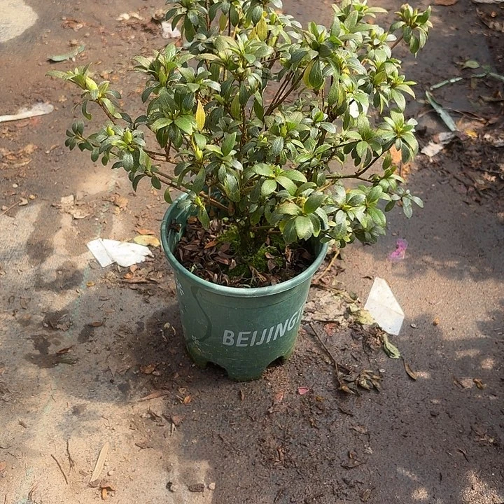 杜鹃花莹一物一拍