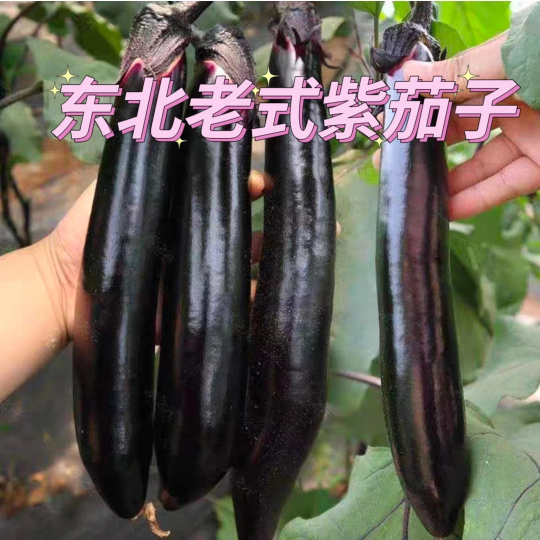 农家小园自种东北黑龙江新鲜蔬菜新鲜线儿茄子紫把茄子