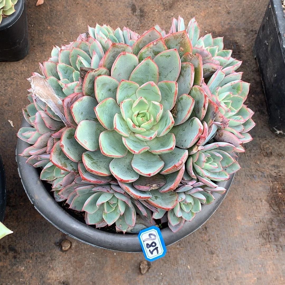 985赫拉 一物一拍多肉