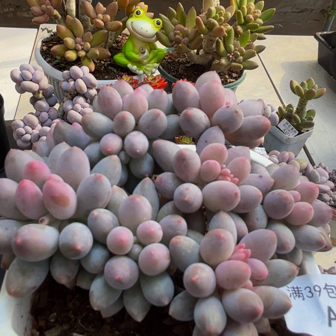 861/8cm手指奶多肉植物