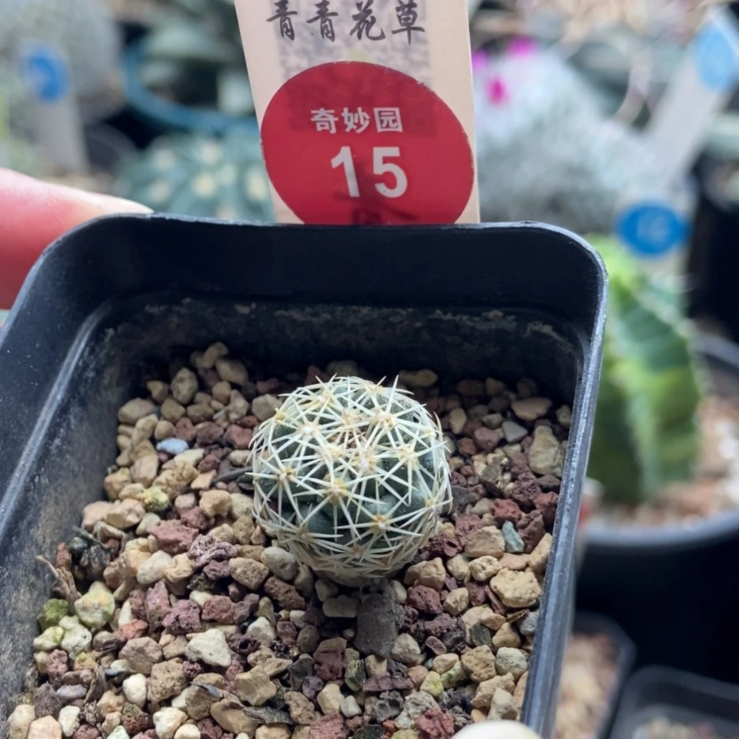 实生顶花凤舞一棵仙人球