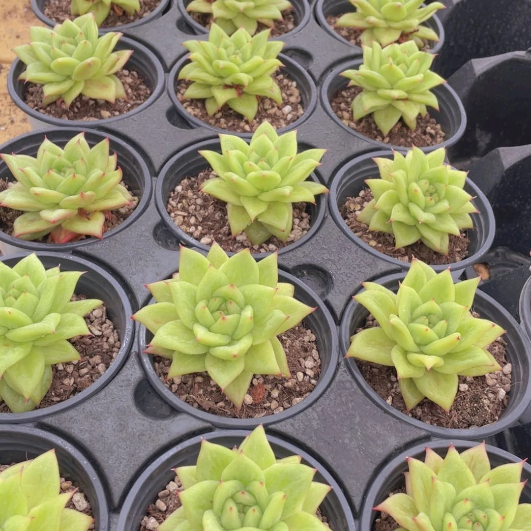 34号 蔷薇玛利亚锦单头一个