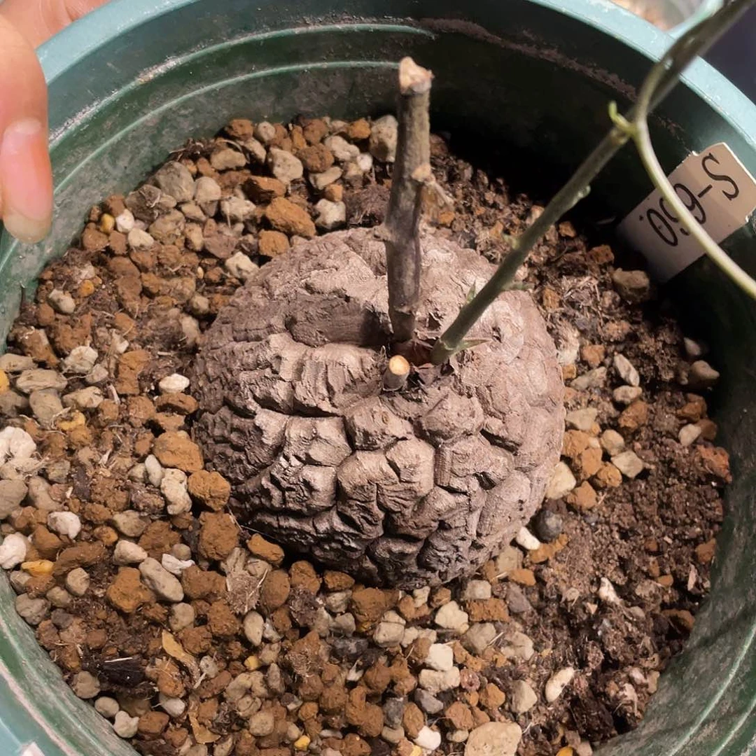龟甲龙99号不退换