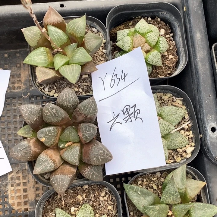 634。 六棵福利。