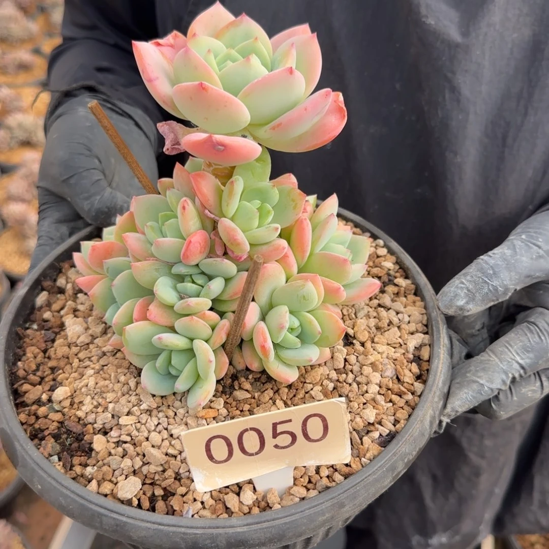 叫***果0050。      柚子茶