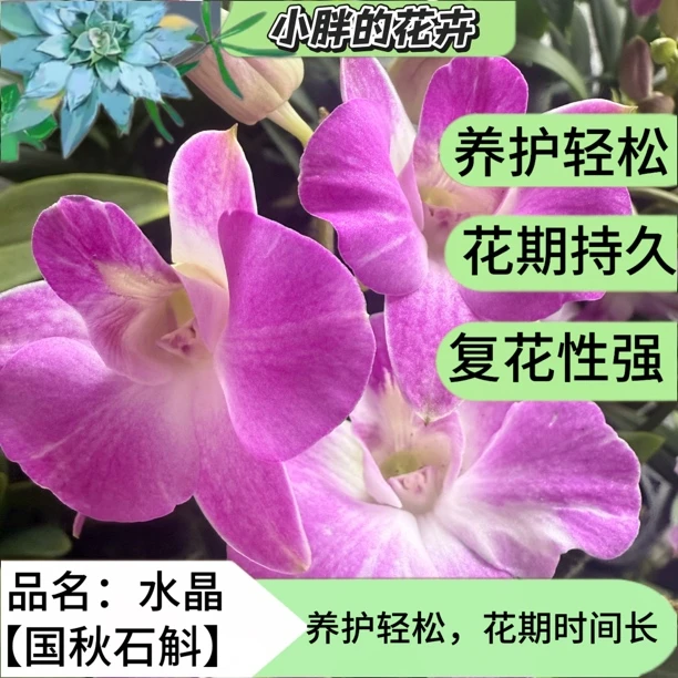 《水晶》秋石斛兰花石斛兰盆栽花期长，好养，不怕热，复花快石斛兰