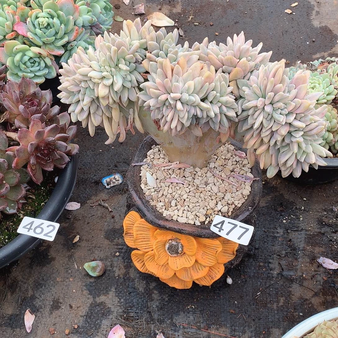 477淡雪锦缀一物一拍多肉