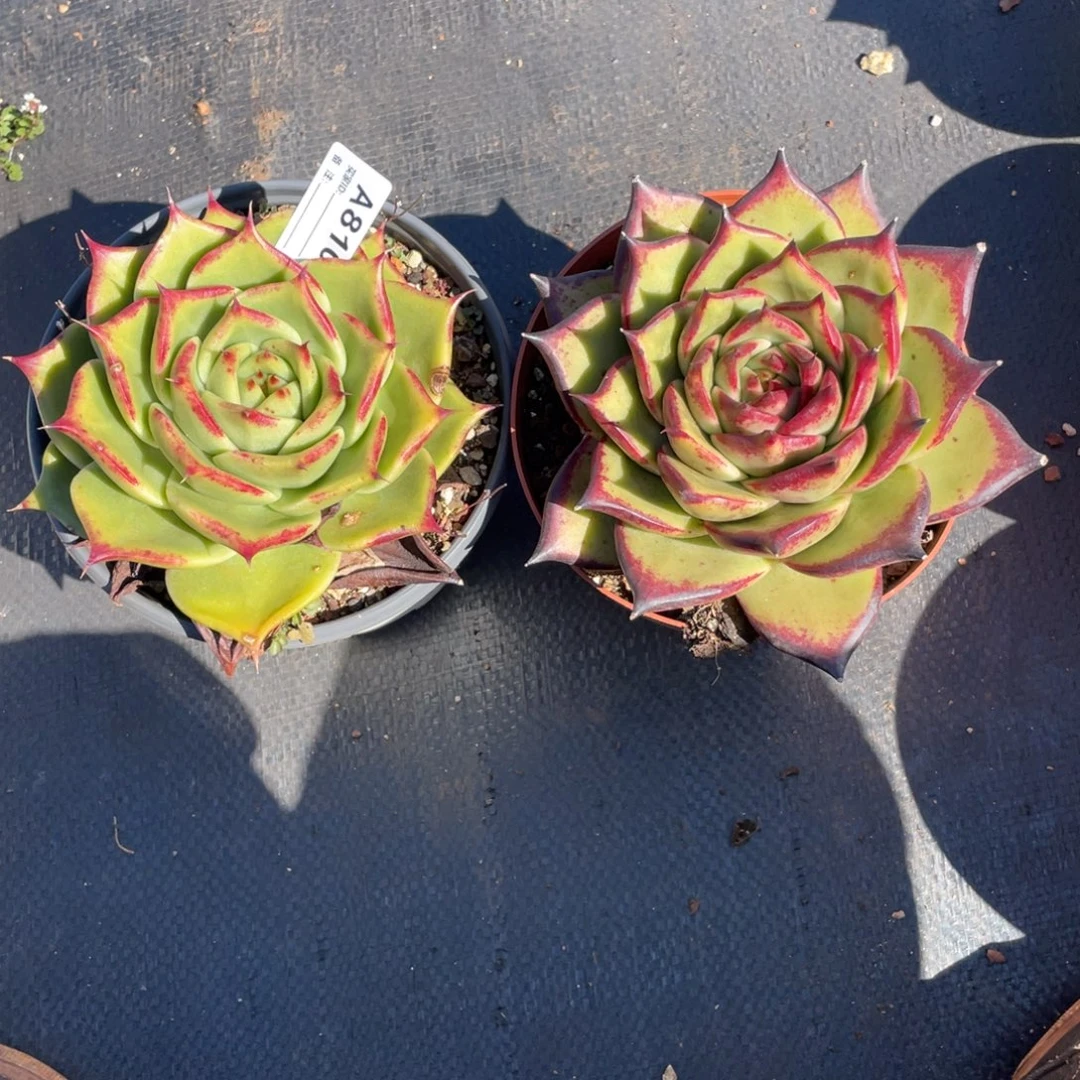 若如东云单拍A810