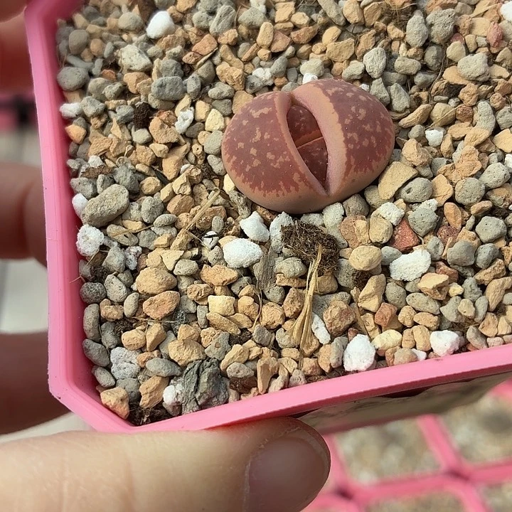 594号特选红花轮尺寸2.1