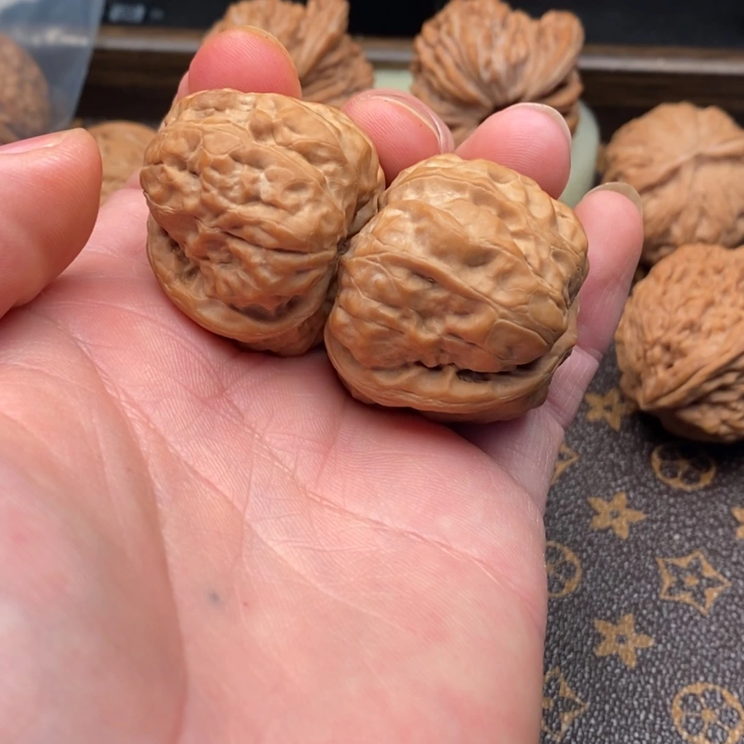 雪*?小尺寸蛤蟆狮子头