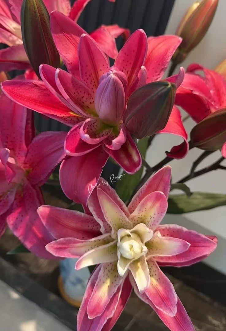 玫瑰夫人 重瓣香水百合（中型花苞）