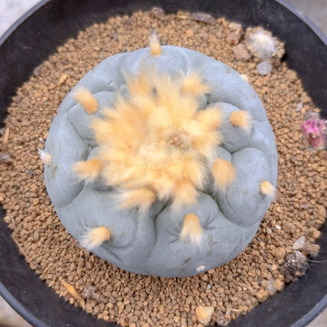 G680g g g g g g g g g