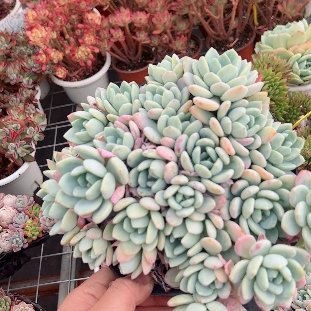 冷香大盆整桩无砍