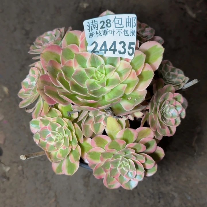 24435南云和多肉植物