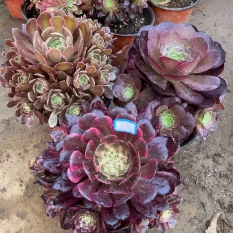 712多肉植物组合