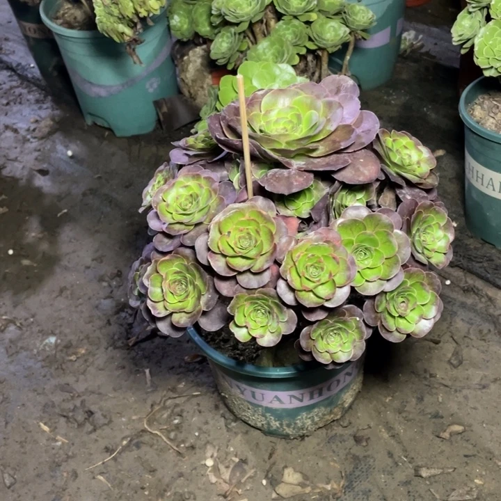 50魅金多肉多肉植物多肉