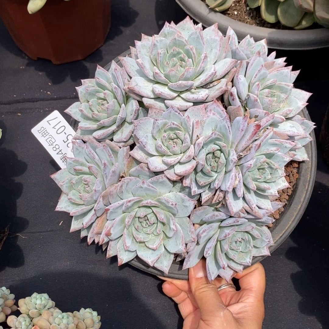 夏悦多肉8025-17粉蓝鸟