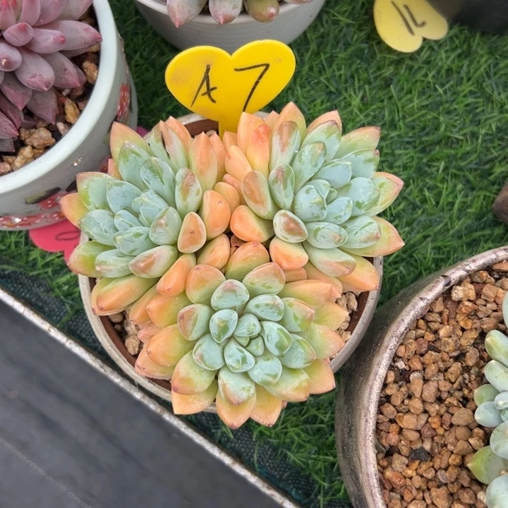 伦***敦多肉植物一物一拍