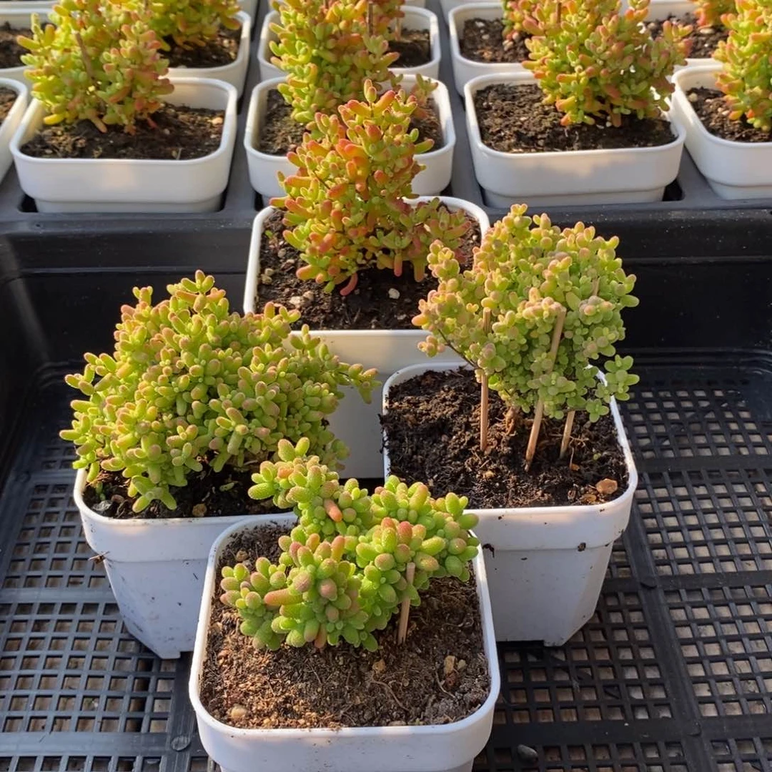 枝干番杏多肉植物596