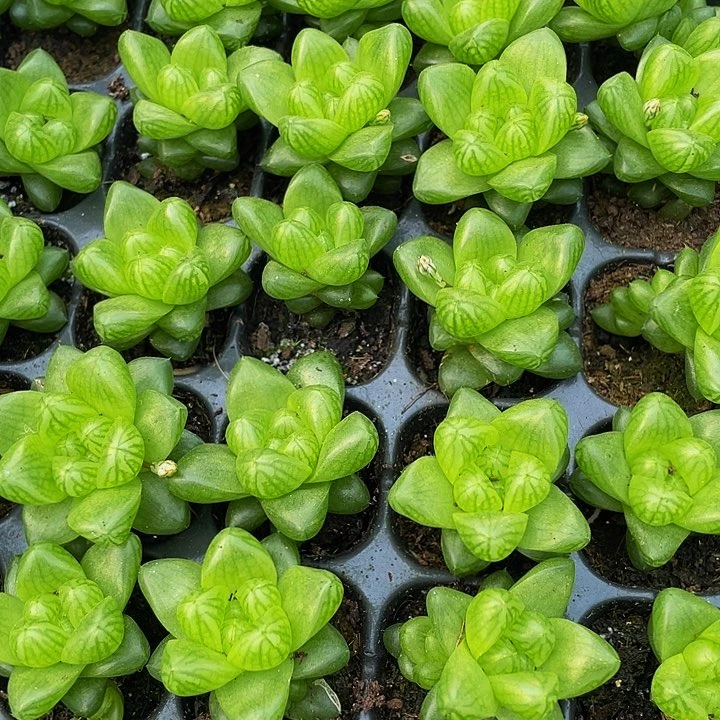 小玉露1元带土发