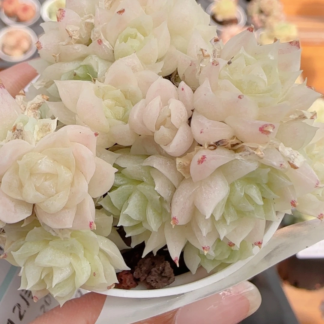 花语多肉1222-185散