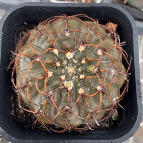 怪龙丸大7仙人球