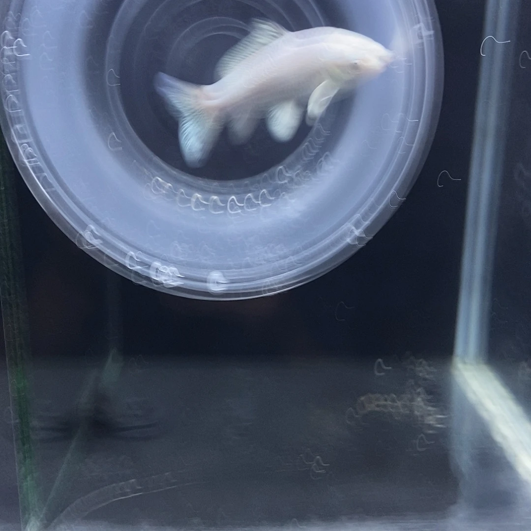 分***线蝴蝶鲤鱼小白普身一条