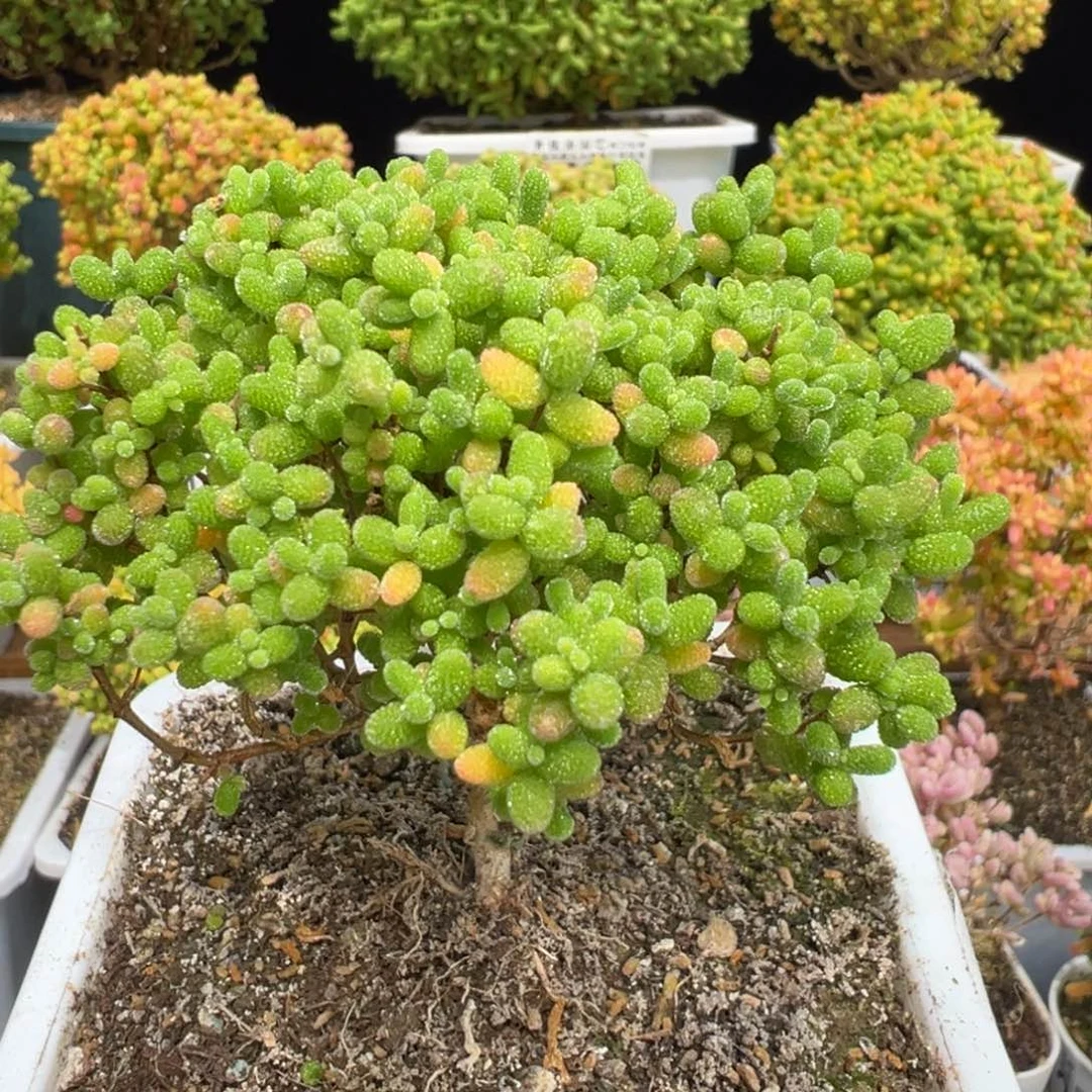 D7485金桔枝干福利