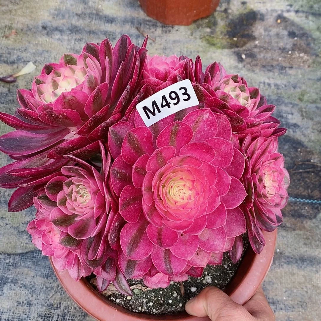 493荔枝冠16.7左右5555555