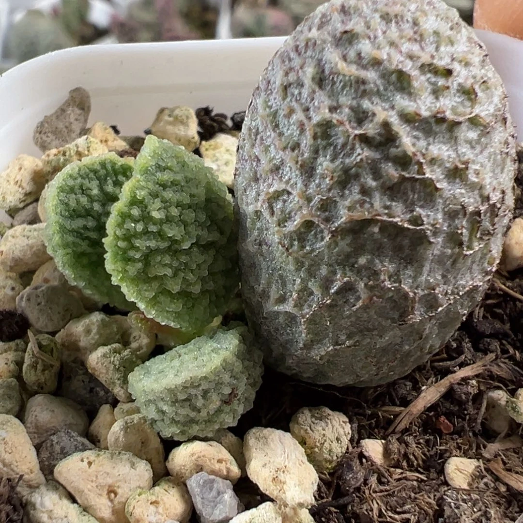 实生新品多肉植物水泡