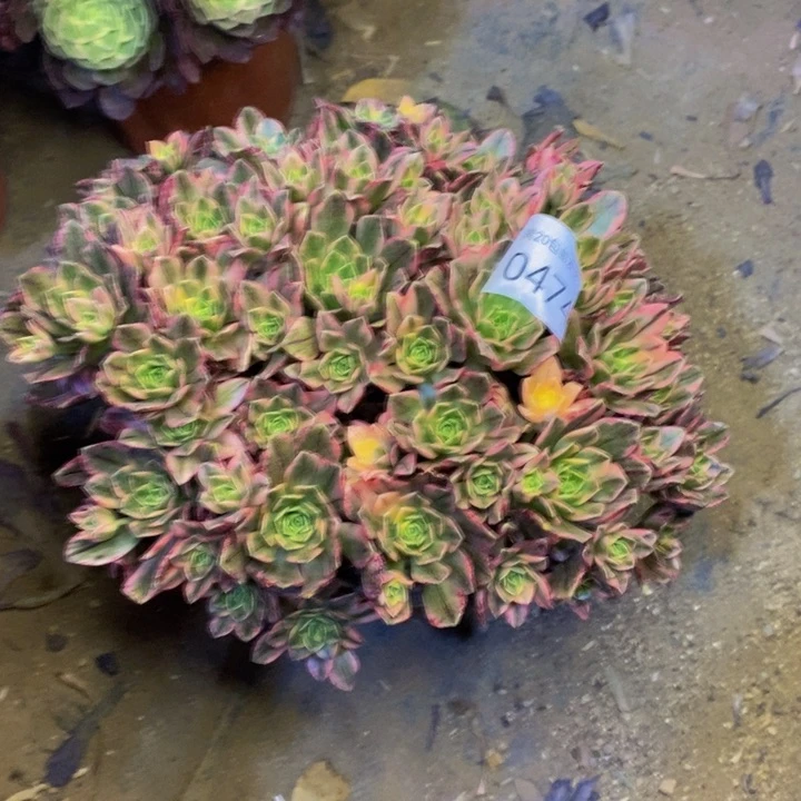 甜茶多肉断头不包0474