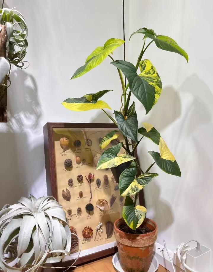 量拍小盆黄锦合果芋